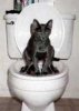 cat-toilet.jpg