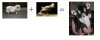 the origin of wiggly.jpg