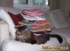 20050710-TABBY3.jpg