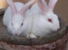 white_rabbits.jpg