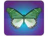 scatter-buterfly.png