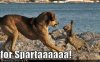 funny-dog-pictures-cat-and-dog-batt.jpg
