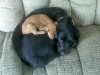 Cute puppy.jpg