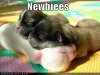 cute-puppy-pictures-loldogs-newbiees-noobs.jpg