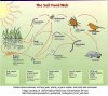 soil food web.jpg