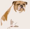 bulldog copy.jpg