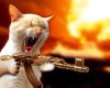 cat.JPG