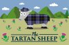 sheep.jpg