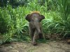 Baby Asian Elephant in Tall Grass.jpg