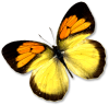 butterfly.png