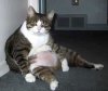 beer-gut.jpg