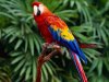 2307_Australian_Parrot_2.jpg