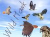 wild hawk.jpg