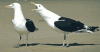 twobirds2.gif