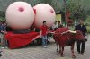 China_breasts_art-ttxm.jpg