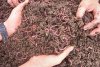 red-worms.jpg