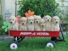 puppy-wagon.jpg