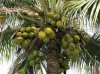 kerala 's own Coconut Tree-785403.jpg