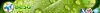 beso Leaf.jpg