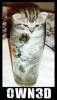 owned.jpg