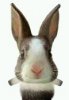 bunny.jpg