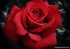 red rose 1.jpg