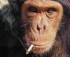 Monkey Like Cigarette.jpg
