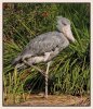 shoebill.jpg