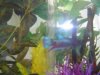 betta1.jpg