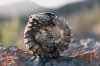 armadillo-lizard1.jpg