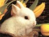 bunnysm.jpg