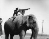 elephant machine gun.jpg
