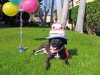 dog in hat.jpg