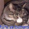 cat_finger.jpg
