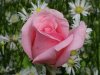 8017-most_beautiful_roses-dsc02919.jpg