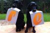 dog-photo.jpg