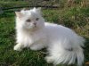 Persian Cat.jpg
