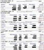 adsense.JPG