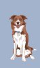 dog2.jpg