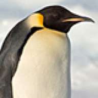 penguin314