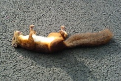 Deadsquirrel