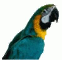 bgmacaw