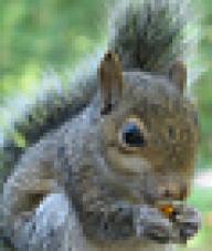 Squirrel91