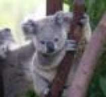 koalatech