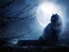 Moonlight Cat