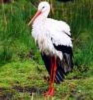 Stork_td