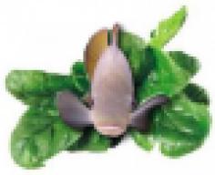 Aquaponicbasementgarden