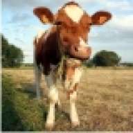 Brown_Cow