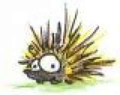 porcupine