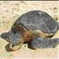turtlemarketer